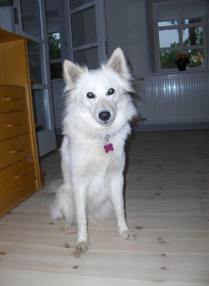 Dansk Spids Fie ( død 10 April 2020) - okay du må tage et billed mere og så skal jeg også have lov til og komme med far ud og køre traktor igen billede 20