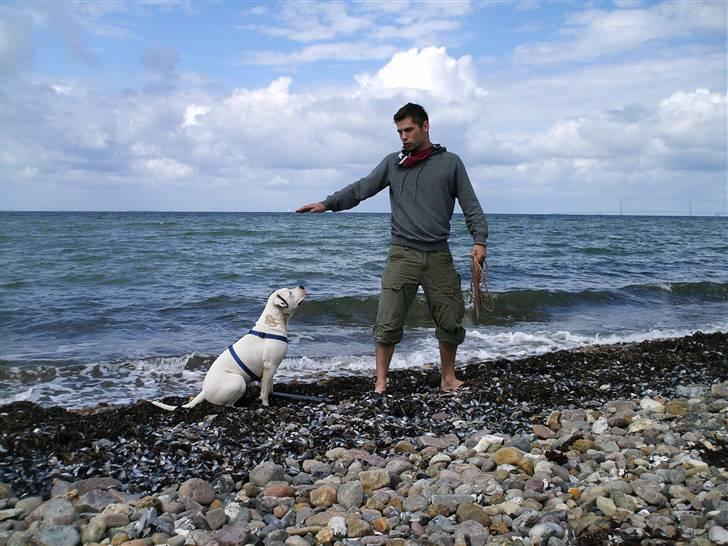Amerikansk bulldog Razzia - På stranden for nyligt og boltre os lidt i bølgen blå!! billede 18