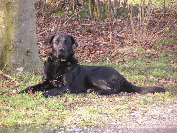 Blanding af racer - »Anton« - Velkommen til Anton´s profil ;p læg gerne en bedømmelse og kommentar inden i går :D billede 1