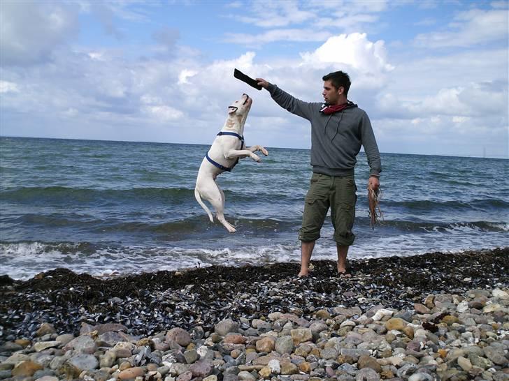 Amerikansk bulldog Razzia billede 19