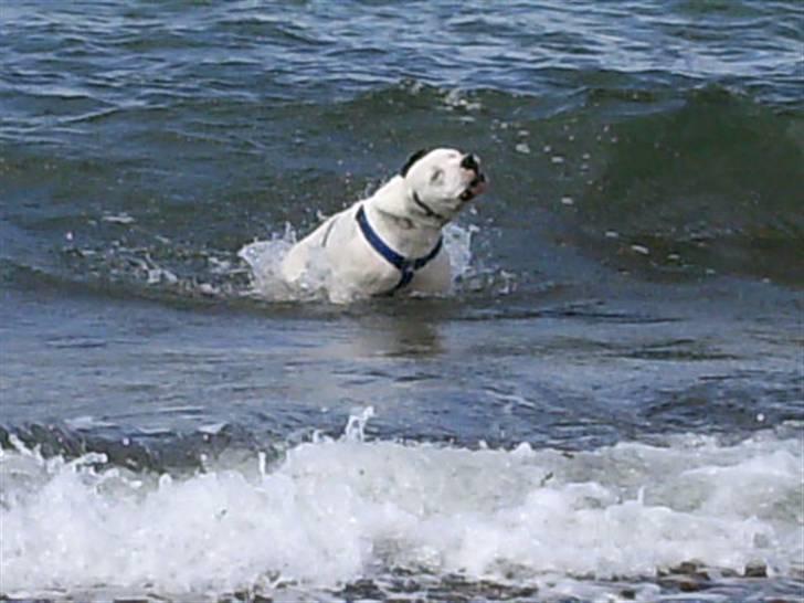 Amerikansk bulldog Razzia billede 20