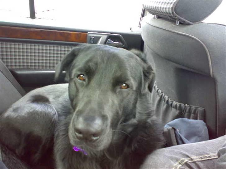 Blanding af racer - »Anton« - Anton ELSKER og køre i bil. billede 2