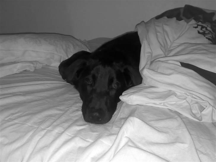 Blanding af racer - »Anton« - en dag i december frøs Anton og kravlede under min dyne og faldte i en dyb søvn. haha billede 3