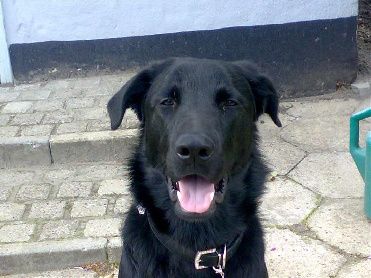 Blanding af racer - »Anton« - Anton i min mormor & morfars have. billede 4