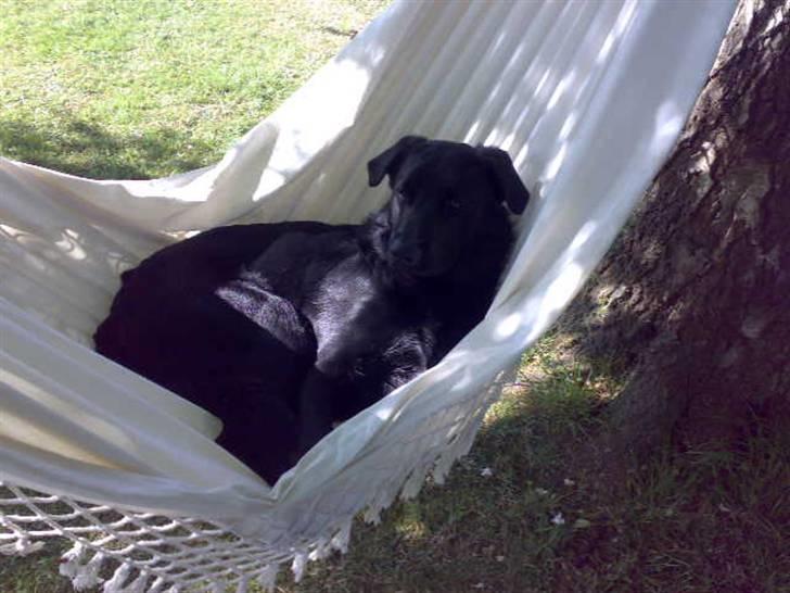 Blanding af racer - »Anton« - Han syntes det er sjovt og dejlig at være i en hængekøje. han kan ligge der i flere timer. ;s billede 5