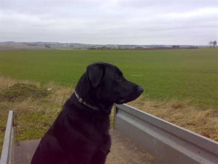 Blanding af racer - »Anton« - Anton har erobert traileren. haha billede 6