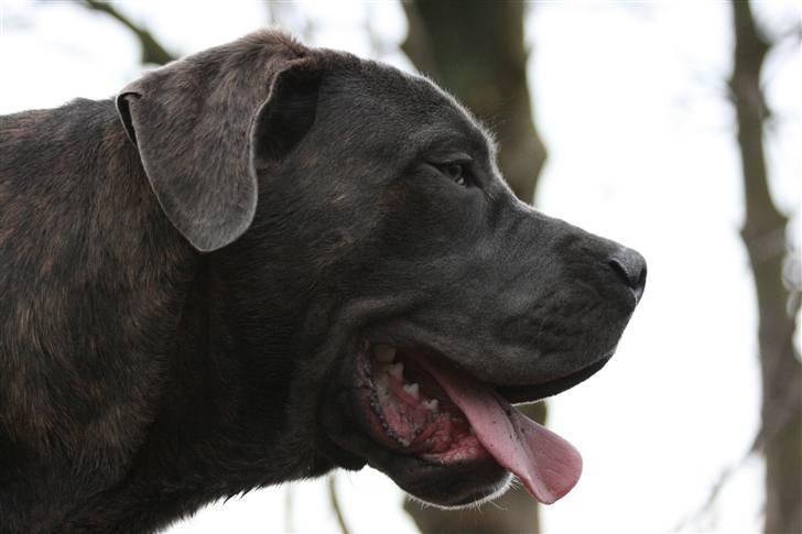 Cane corso ENZO billede 17