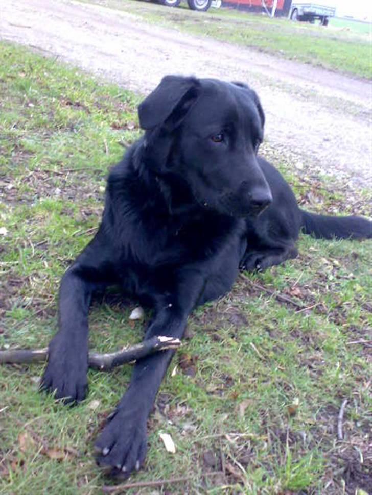 Blanding af racer - »Anton« - <3 billede 7