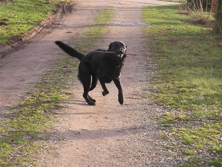 Blanding af racer - »Anton« - Jubii nu skal vi lege ;p billede 8