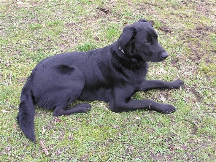 Blanding af racer - »Anton« - Anton i et af de få sekunder han ligger stille udenfor ;p billede 9