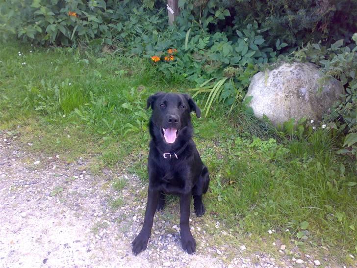 Blanding af racer - »Anton« - Leger model :D hihi billede 10