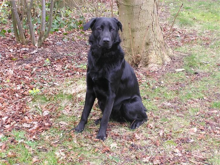 Blanding af racer - »Anton« - er jeg ikke bare søøøød (: billede 11