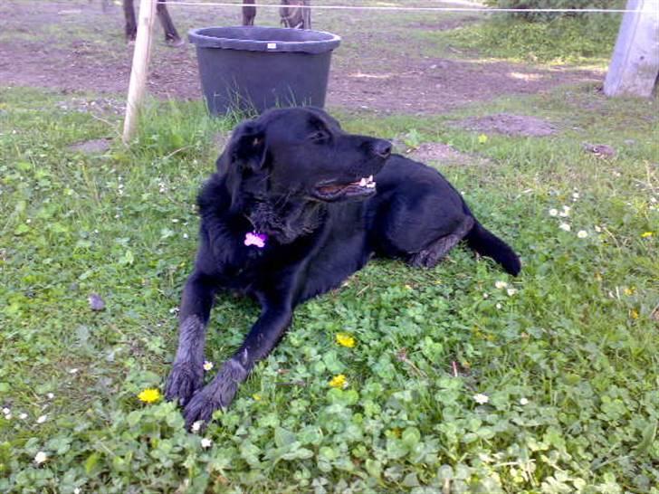 Blanding af racer - »Anton« - Jeg elsker at gøre mig selv beskidt. billede 12