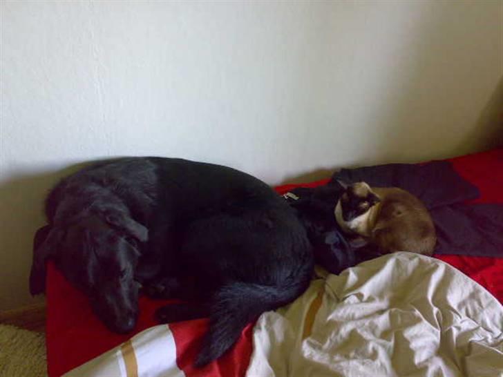 Blanding af racer - »Anton« - Jeg måtte simpelhen tage et billed af min hund og kat sammen ;p billede 13