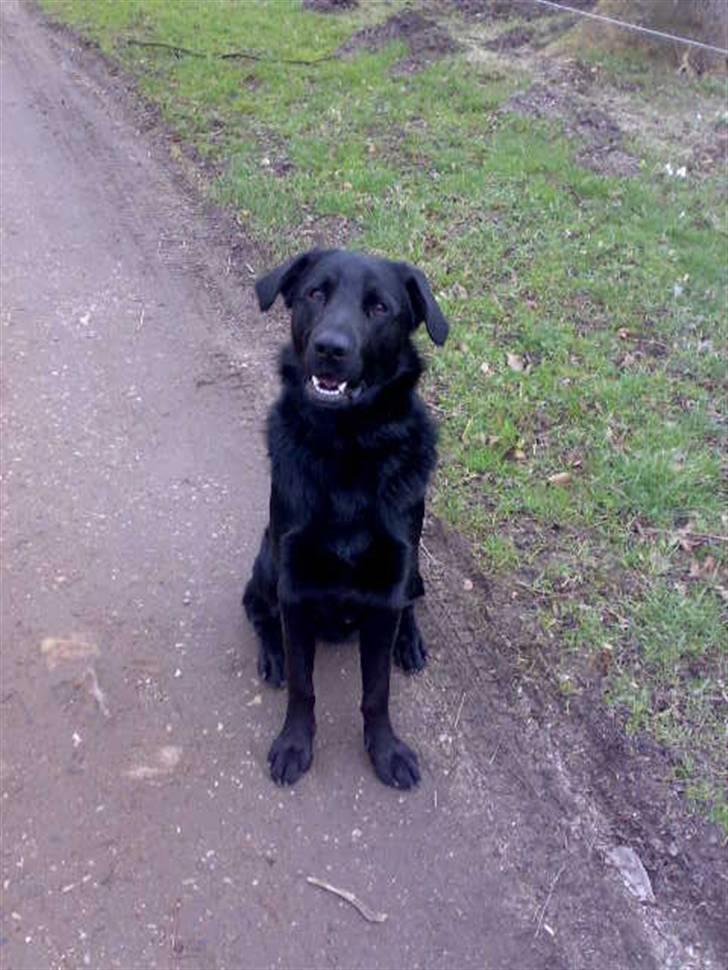 Blanding af racer - »Anton« - Har elsker og få taget billeder. billede 14