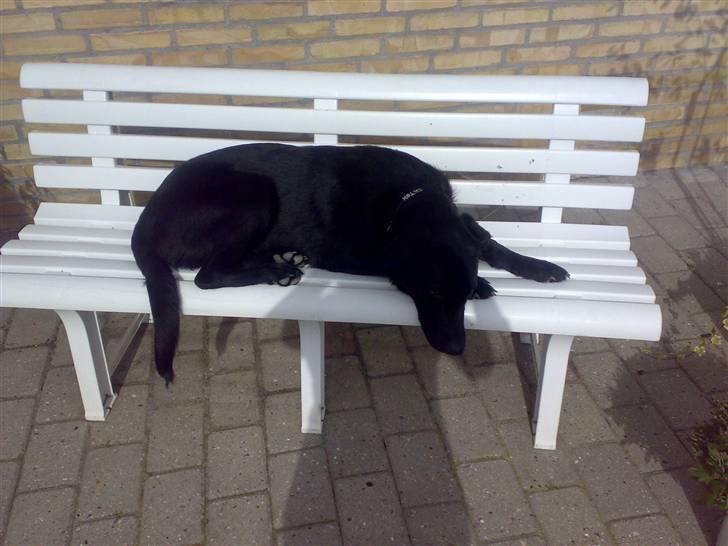 Blanding af racer - »Anton« - Jep, Anton kan sove ALLE steder. billede 15