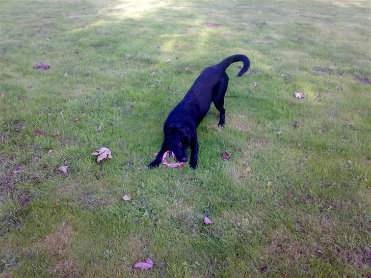 Blanding af racer - »Anton« - D.8.8.07 den dag jeg fik ham (Fødselsdagsgave) :D "læg nu mobilen fra dig og leg med mig" billede 16