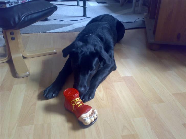 Blanding af racer - »Anton« - Jeg elsker min "piv-fod" billede 17