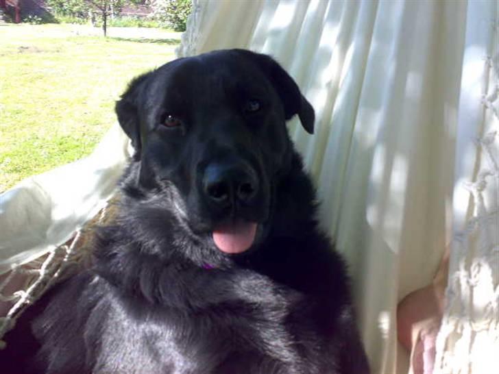 Blanding af racer - »Anton« - Lægger sammen med ham i vores hængekøje. billede 18