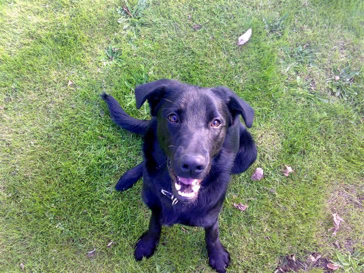 Blanding af racer - »Anton« - HEJ :) billede 19