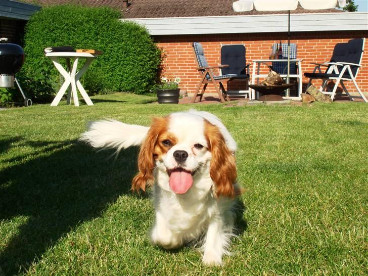 Cavalier king charles spaniel Fie - wee, nu kommer hun :D billede 7