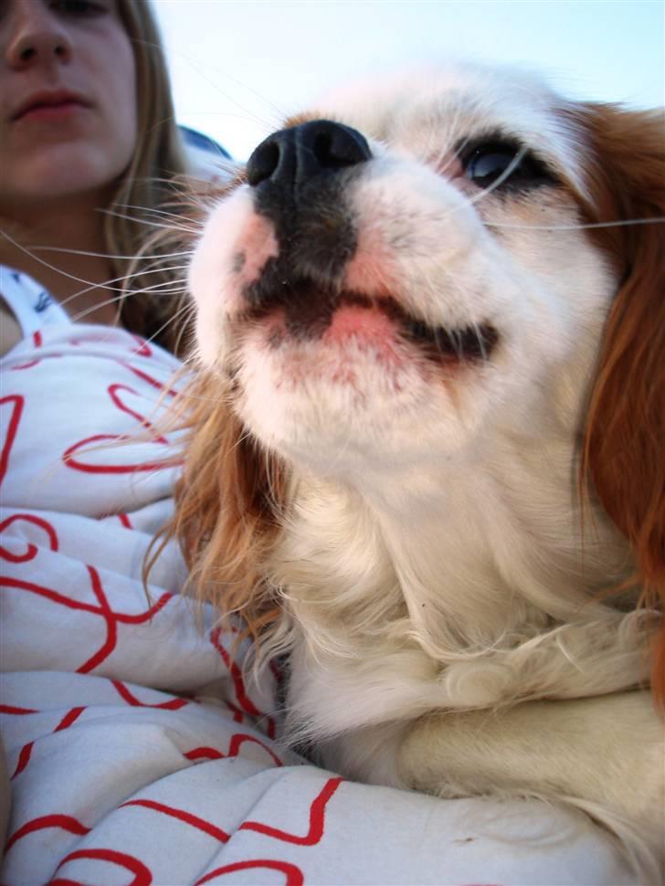 Cavalier king charles spaniel Fie - grr, fie knurrer. pas hellere på :) billede 8