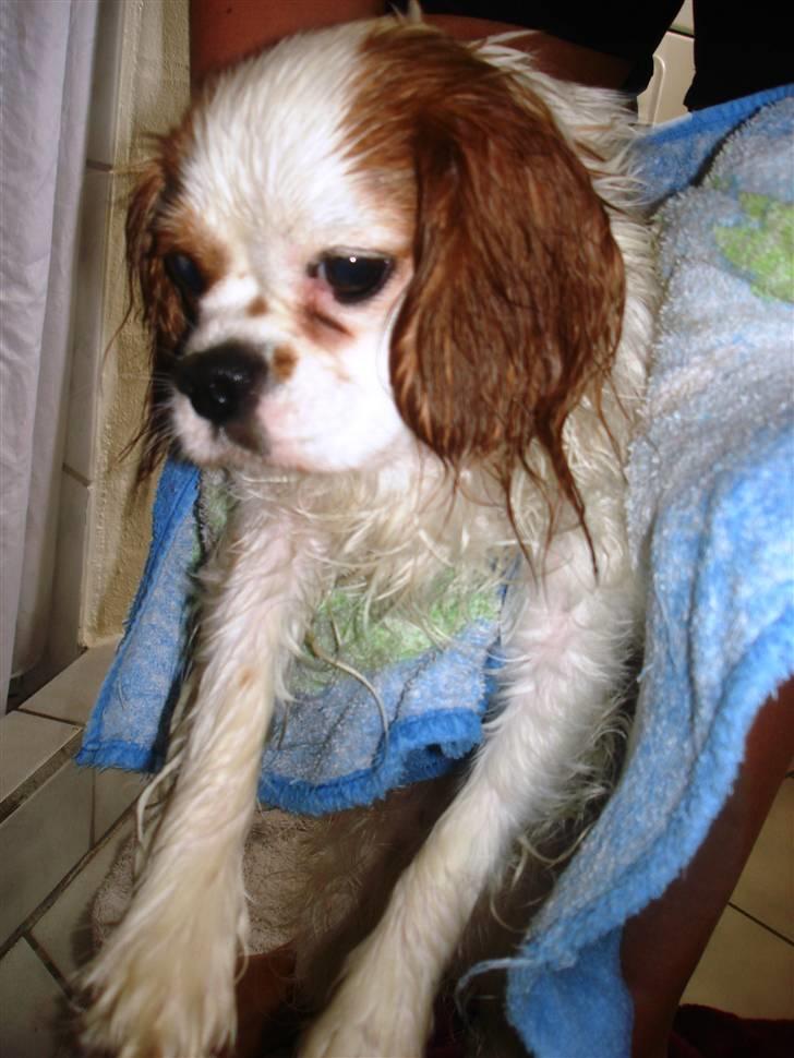 Cavalier king charles spaniel Fie - fie efter hun har været i bad billede 9