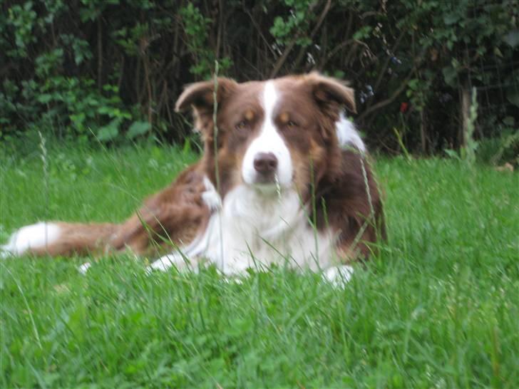 Border collie Olly  billede 3