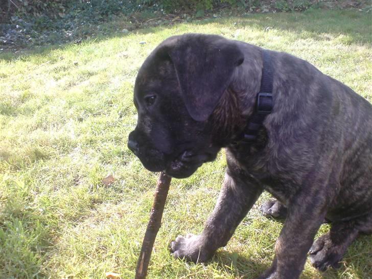 Bullmastiff Samson billede 1
