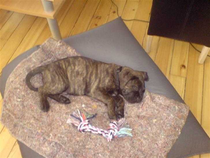 Bullmastiff Samson billede 2