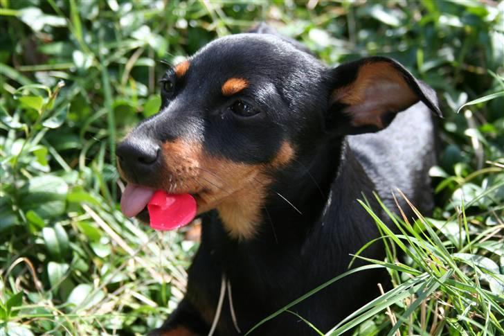 Dvaergpinscher Maxi - Får mig lige en lille blomst :D billede 5