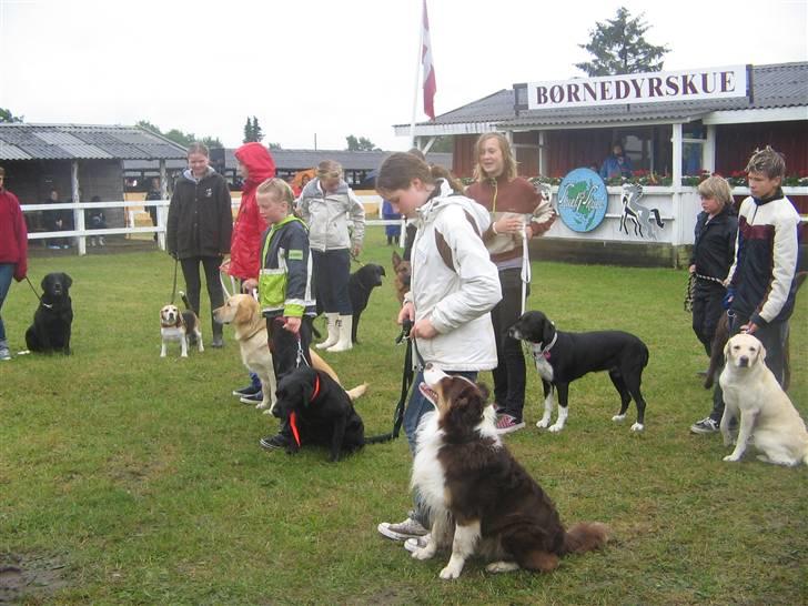 Border collie Olly  - olly på dyreskuet billede 5