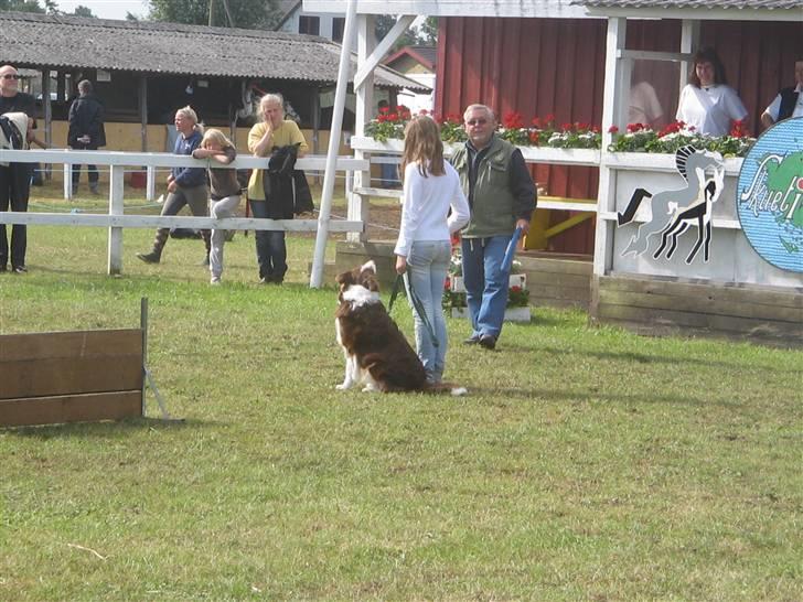 Border collie Olly  billede 6