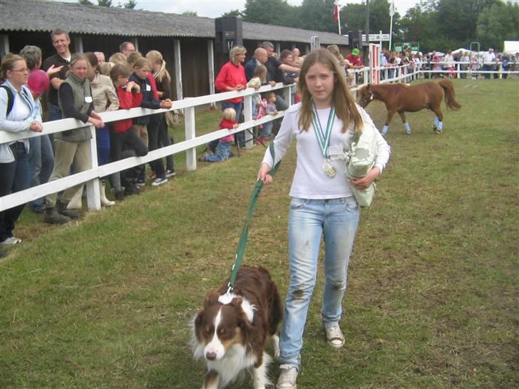 Border collie Olly  - der kommer vinder paret billede 7