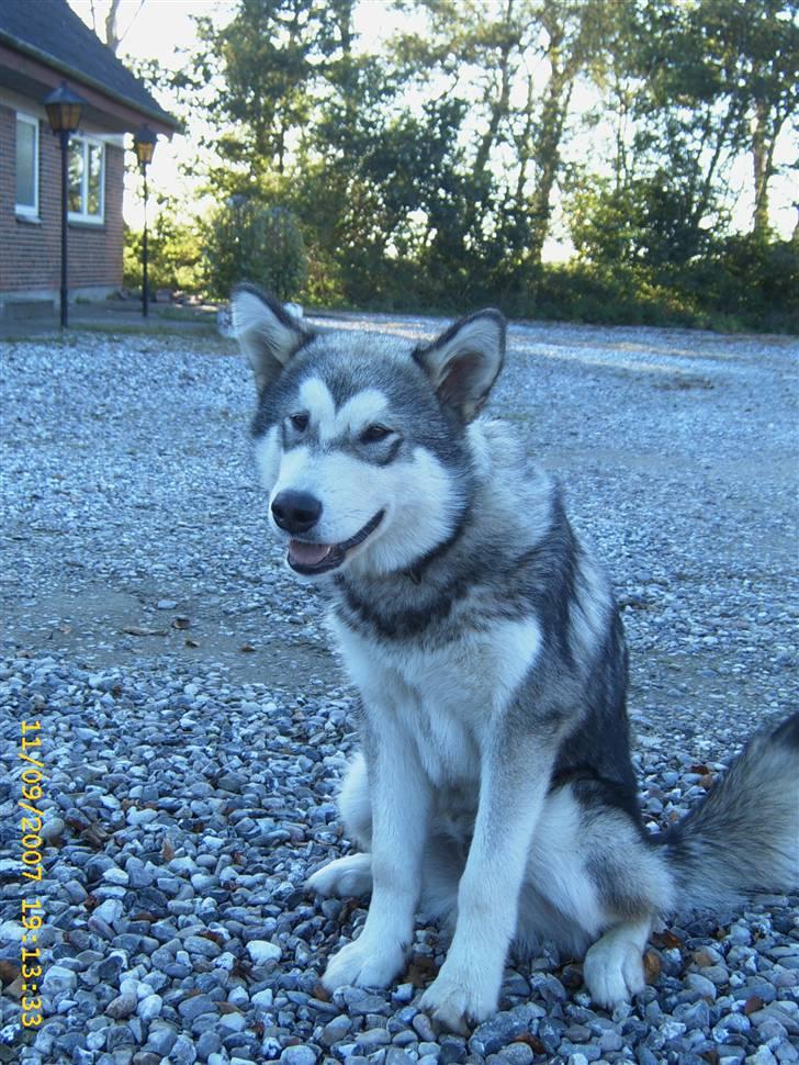 Alaskan malamute Yellow Snow's Brave Aslan - jeg ligner en der er faldet ned fra månen.. billede 15