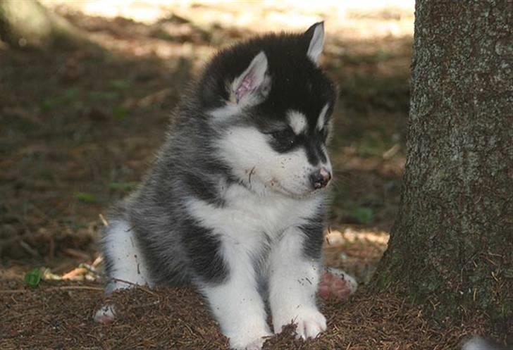 Alaskan malamute Trap Line's Quick Kee-nai billede 18