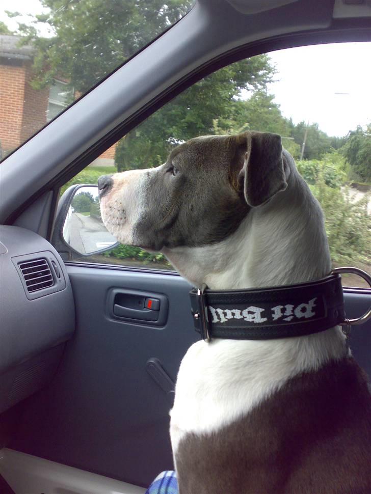 Amerikansk staffordshire terrier Sparky - Og så har far vendt mit halsbånd forkert :( billede 9