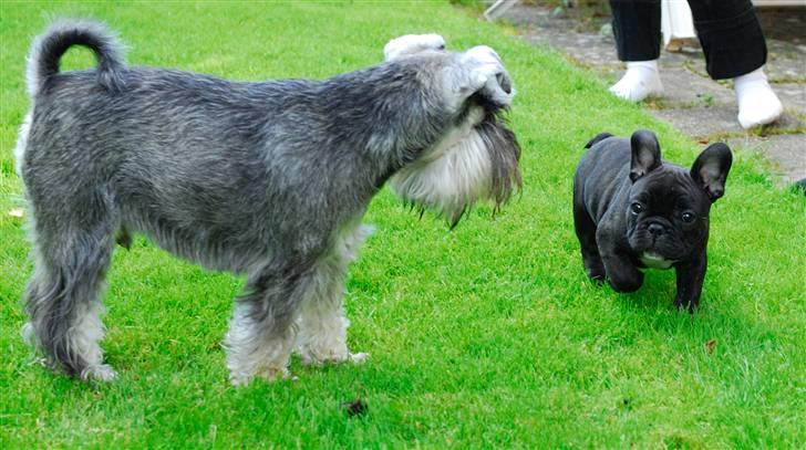 Dvaergschnauzer Muffe - Ny lille legekammerat Koda på besøg, hyggeligt ;o)) billede 7
