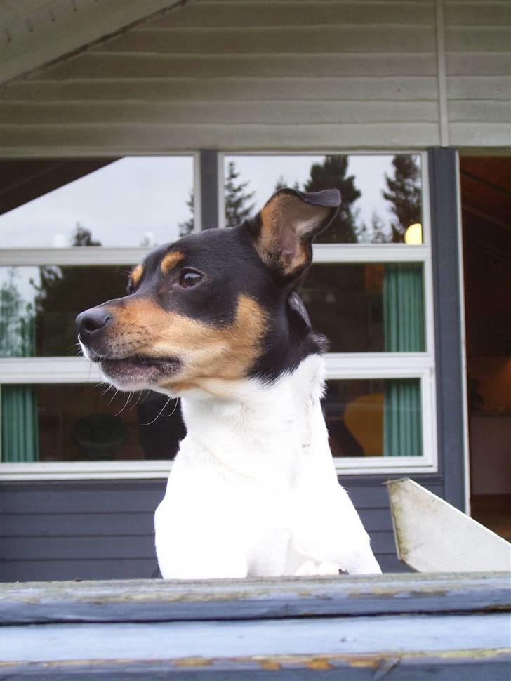 Dansk svensk gaardhund Speedy billede 2