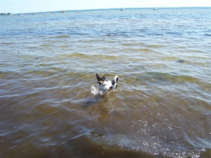 Dansk svensk gaardhund Speedy billede 6