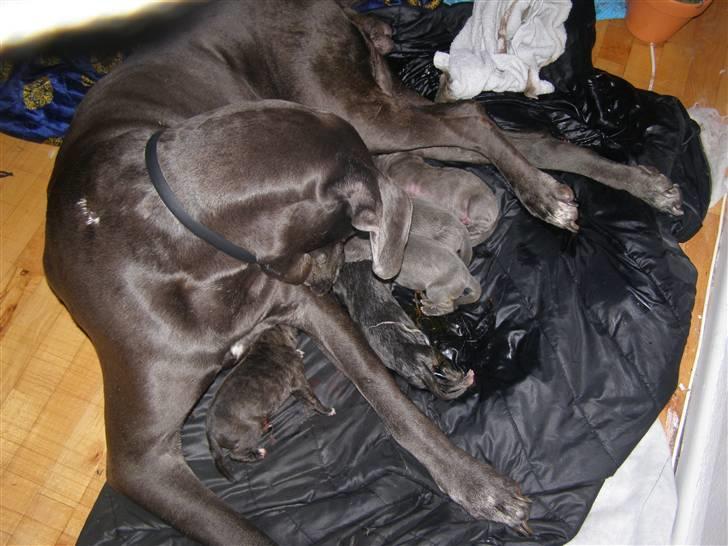 Grand danois molly billede 6