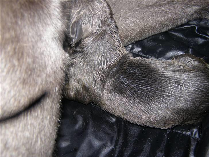 Grand danois molly billede 7