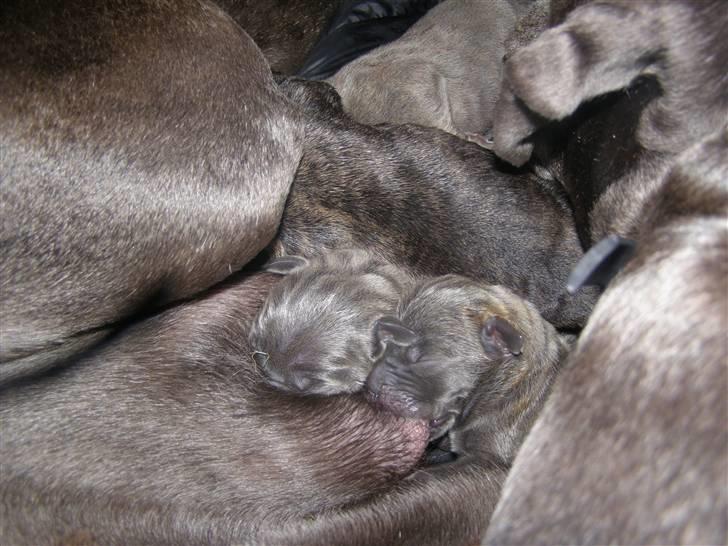 Grand danois molly billede 8