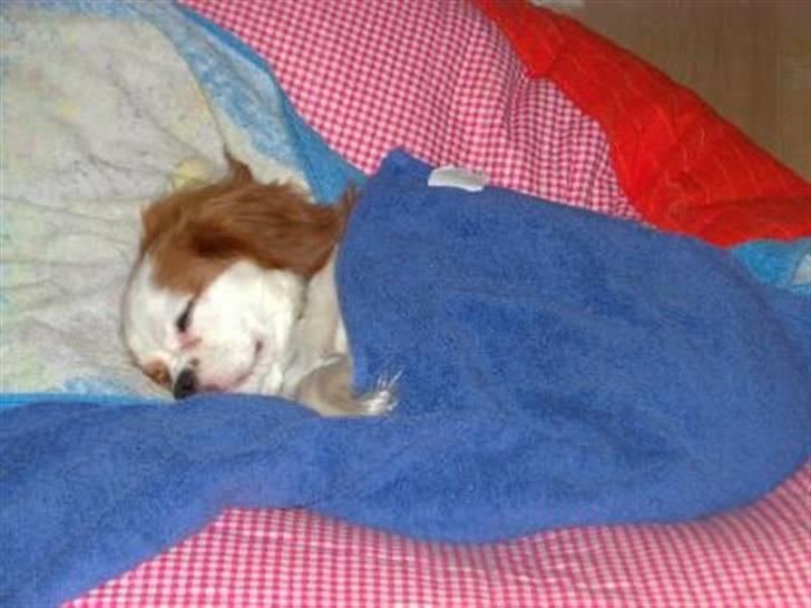 Cavalier king charles spaniel Fie - Det var da hun var lillebitte. billede 10