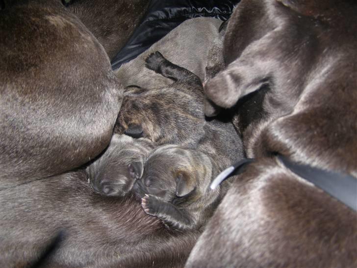 Grand danois molly billede 9