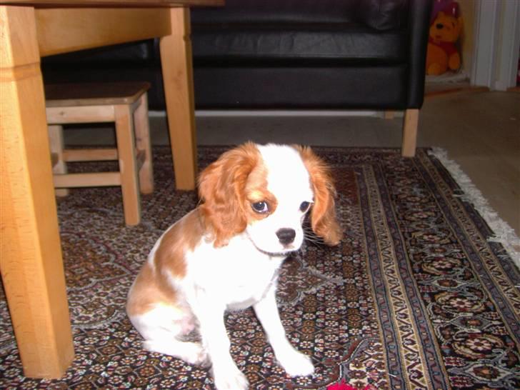 Cavalier king charles spaniel Fie - Det var da hun var lillebitte. billede 11
