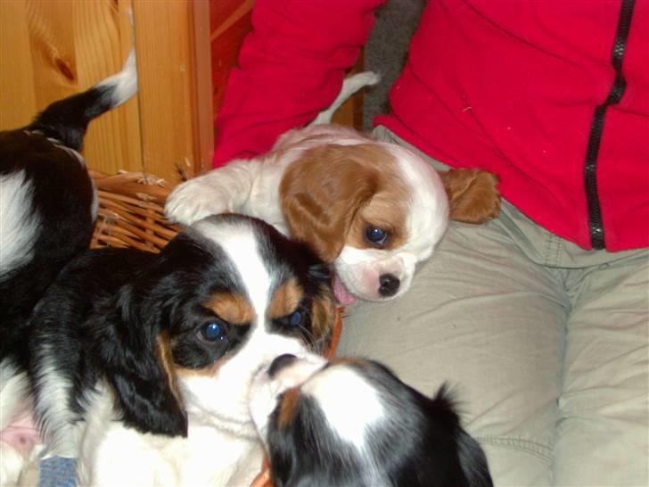 Cavalier king charles spaniel Fie - Fie sammen med hendes to brødre. billede 12