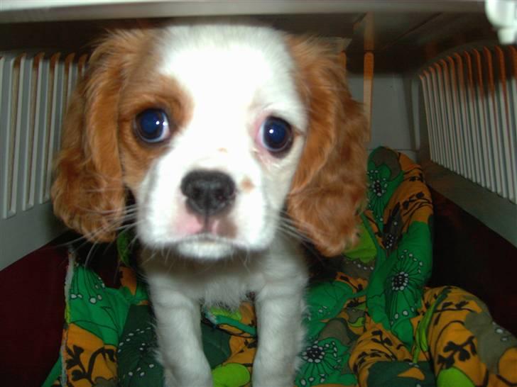 Cavalier king charles spaniel Fie - Hej med dig. billede 13