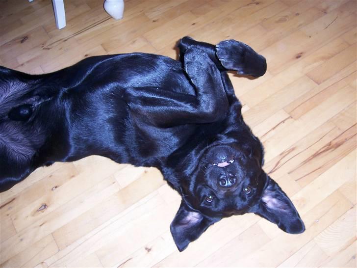 Labrador retriever Barco - Se mor, jeg spiller død billede 17