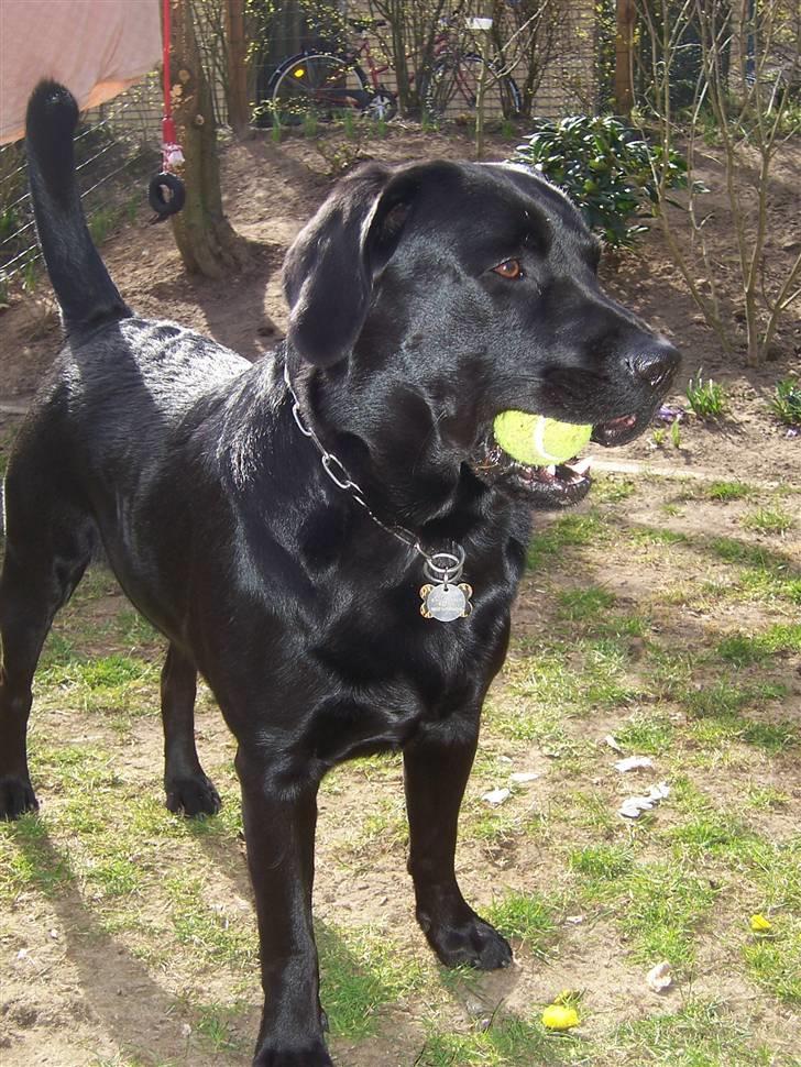 Labrador retriever Barco - Mig og mor leger med bold i haven billede 18